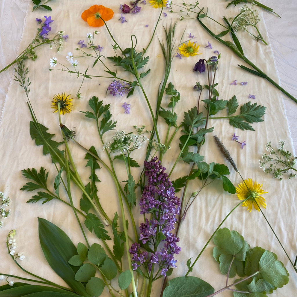 b fra botaniskprint kursusejdseprøve og planteaftryk