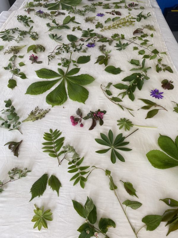 oplægning af blade til botanisk print